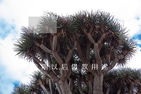 逾期以后借款用途 逾期以后借款用途