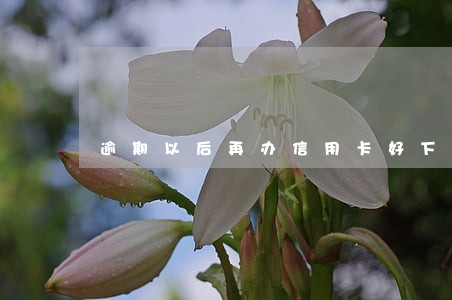逾期以后再办信用卡好下吗