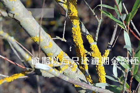 逾期以后只还逾期金额还是总额