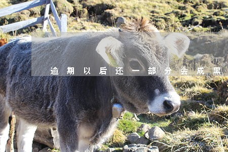 逾期以后还一部分会成黑户吗