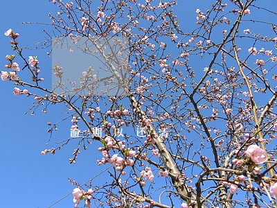 逾期以还清 逾期以还清