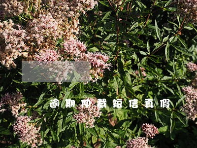 逾期仲裁短信真假