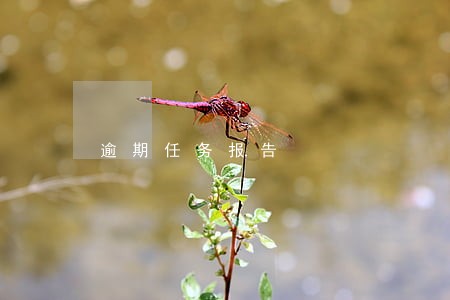 逾期任务报告 逾期任务报告