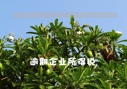 逾期企业所得税 逾期企业所得税