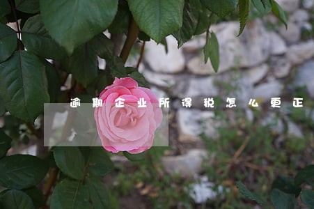 逾期企业所得税怎么更正 逾期企业所得税怎么更正