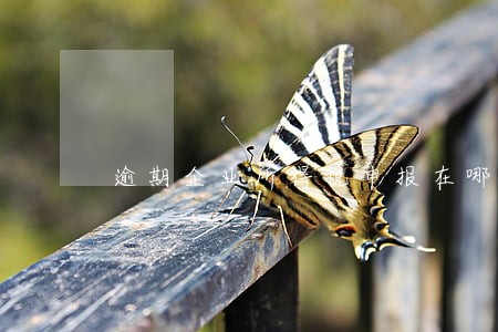 逾期企业所得税申报在哪里查询 逾期企业所得税申报在哪里查询