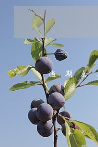 逾期会上公安通缉犯里吗 逾期会上公安通缉犯里吗
