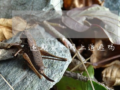 逾期会上网上追逃吗 逾期会上网上追逃吗