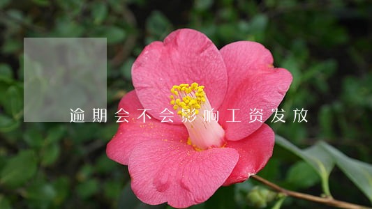 逾期会不会影响工资发放 逾期会不会影响工资发放