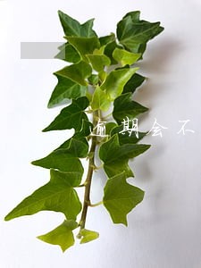 逾期会不会影响签证 逾期会不会影响签证