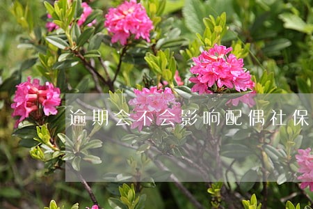逾期会不会影响配偶社保 逾期会不会影响配偶社保