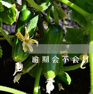 逾期会不会打电话给公司 逾期会不会打电话给公司