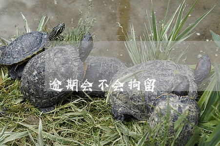 逾期会不会拘留 逾期会不会拘留