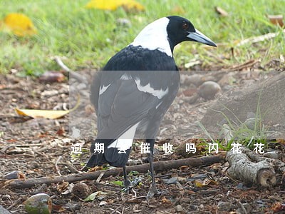 逾期会催收吗闪花花 逾期会催收吗闪花花