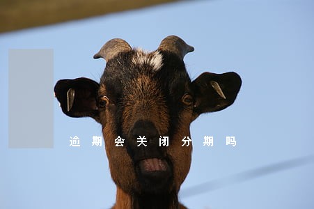 逾期会关闭分期吗 逾期会关闭分期吗