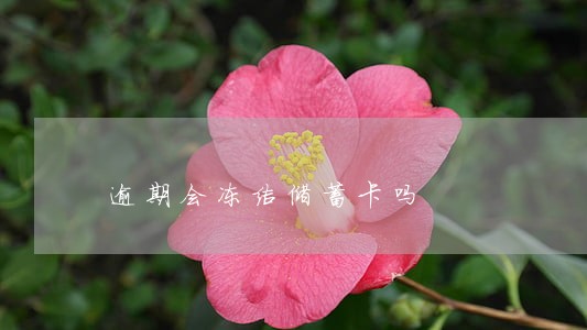 逾期会冻结储蓄卡吗 逾期会冻结储蓄卡吗