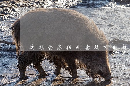 逾期会冻结夫妻双方的财产吗 逾期会冻结夫妻双方的财产吗