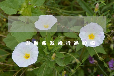 逾期会发限行通知吗 逾期会发限行通知吗