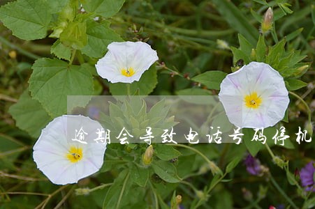 逾期会导致电话号码停机吗 逾期会导致电话号码停机吗