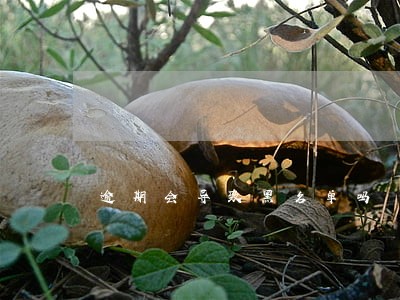 逾期会导致黑名单吗 逾期会导致黑名单吗