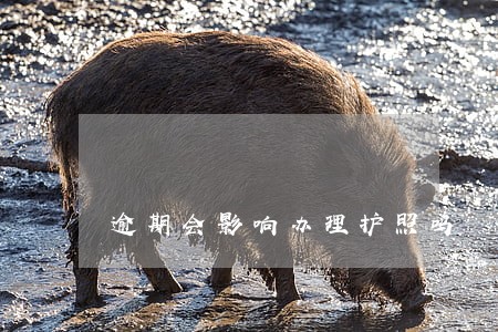 逾期会影响办理护照吗