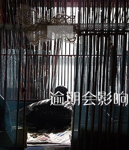 逾期会影响助学贷款吗6 逾期会影响助学贷款吗6