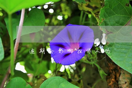 逾期会影响担保人吗 逾期会影响担保人吗