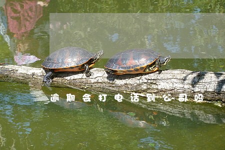 逾期会打电话到公司吗 逾期会打电话到公司吗