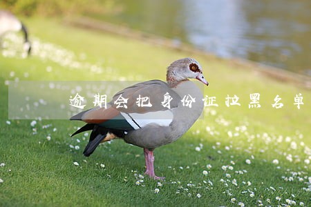 逾期会把身份证拉黑名单吗 逾期会把身份证拉黑名单吗