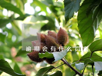 逾期会有什么罚息 逾期会有什么罚息