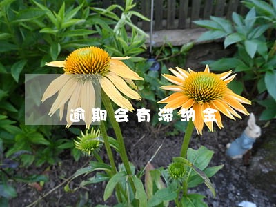 逾期会有滞纳金 逾期会有滞纳金