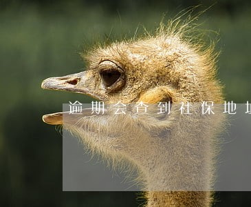 逾期会查到社保地址吗