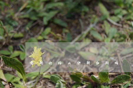逾期会终止分期合同吗 逾期会终止分期合同吗