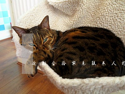 逾期会给紧急联系人打电话吗 逾期会给紧急联系人打电话吗