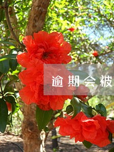 逾期会被纳入失信人 逾期会被纳入失信人