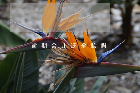 逾期会让还全款吗 逾期会让还全款吗