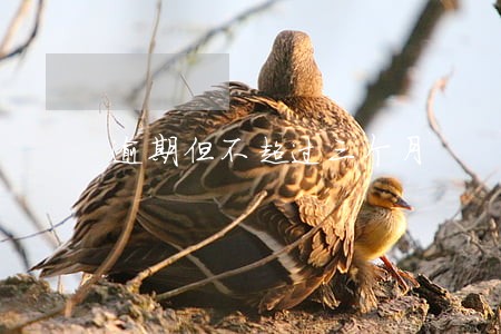 逾期但不超过三个月 逾期但不超过三个月