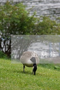 逾期住房公积金贷款吗 逾期住房公积金贷款吗