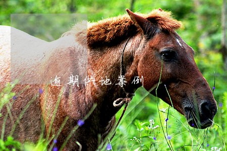 逾期供地案例 逾期供地案例