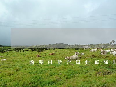 逾期供货合同要解除吗 逾期供货合同要解除吗