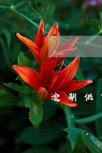 逾期供货罚款 逾期供货罚款