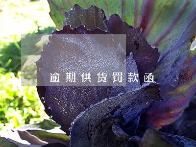 逾期供货罚款函 逾期供货罚款函