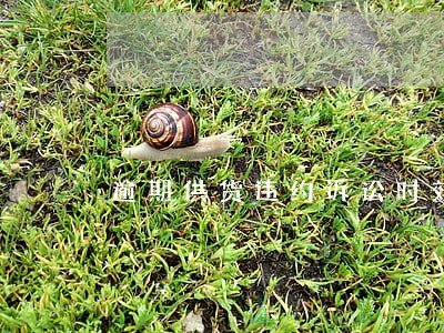 逾期供货违约诉讼时效