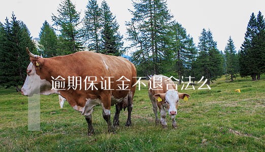 逾期保证金不退合法么 逾期保证金不退合法么
