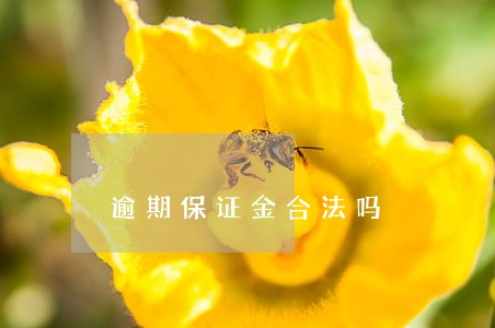 逾期保证金合法吗