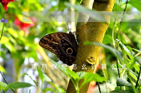逾期保费怎么计算公式