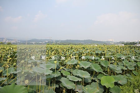 逾期保险代偿多久上征信 逾期保险代偿多久上征信