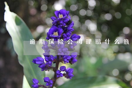 逾期保险公司理赔什么意思 逾期保险公司理赔什么意思