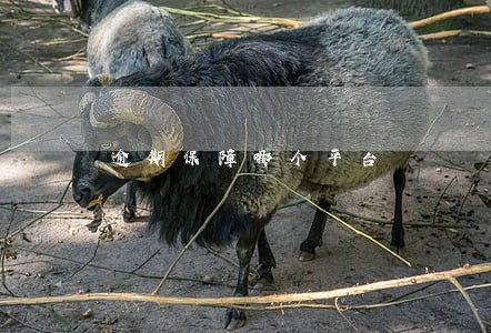逾期保障哪个平台 逾期保障哪个平台