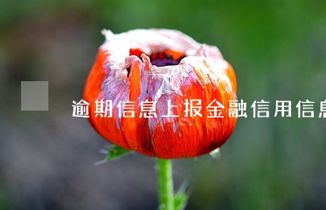 逾期信息上报金融信用信息